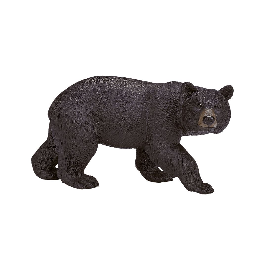 Urso Preto 